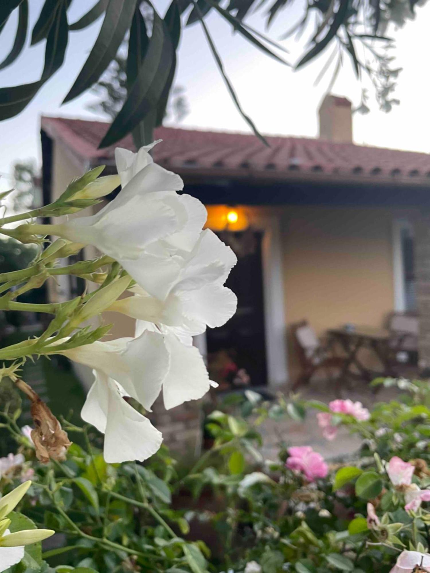 Villa Tina Country Beach Apartments Ахарави Стая снимка